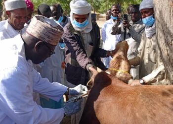 N&rsquo;djamena : La campagne de vaccination contre la PPCB et PPR lancée par le ministère de l&rsquo;élevage