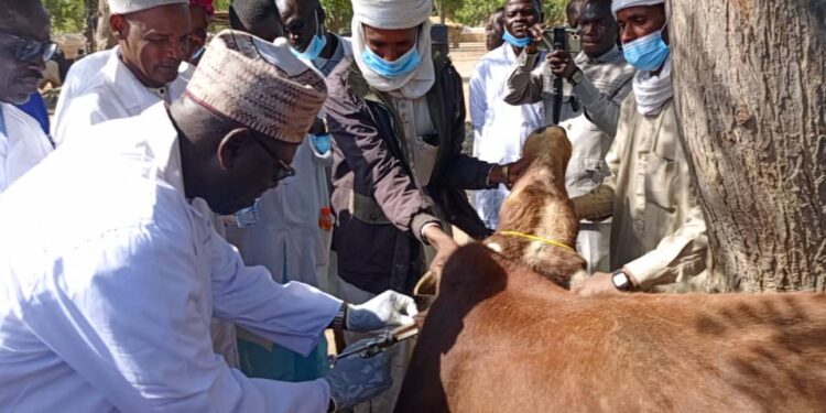 N&rsquo;djamena : La campagne de vaccination contre la PPCB et PPR lancée par le ministère de l&rsquo;élevage