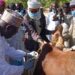 N&rsquo;djamena : La campagne de vaccination contre la PPCB et PPR lancée par le ministère de l&rsquo;élevage