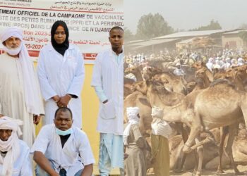 N&rsquo;Djamena : La délégation de l&rsquo;élevage sensibilise sur l&rsquo;importance de la vaccination contre la PPR et la PPCB