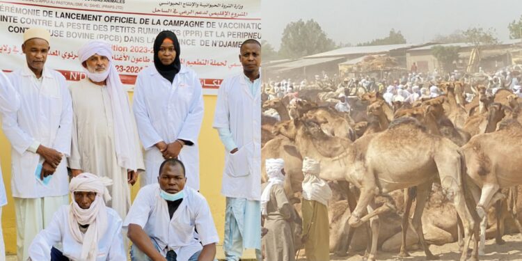 N&rsquo;Djamena : La délégation de l&rsquo;élevage sensibilise sur l&rsquo;importance de la vaccination contre la PPR et la PPCB