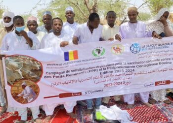 N&rsquo;Djaména: la campagne de sensibilisation sur la vaccination des petits ruminants et bovins se poursuit