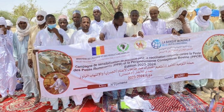 N&rsquo;Djaména: la campagne de sensibilisation sur la vaccination des petits ruminants et bovins se poursuit