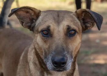 N&rsquo;djamena : Un mystérieux restaurant de chien découvert à Walia