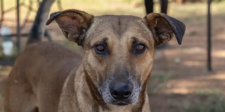 N&rsquo;djamena : Un mystérieux restaurant de chien découvert à Walia