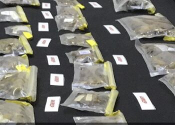 Turquie : un Américain arrêté avec 1 500 scorpions et araignées dans sa valise