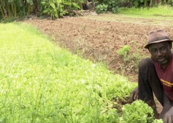 Ghana : des agriculteurs dénoncent le danger des cultures OGM