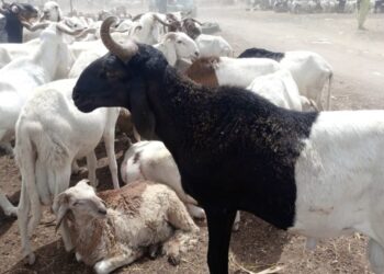 Tabaski : Le prix du mouton atteint la barre de 160.000 FCFA