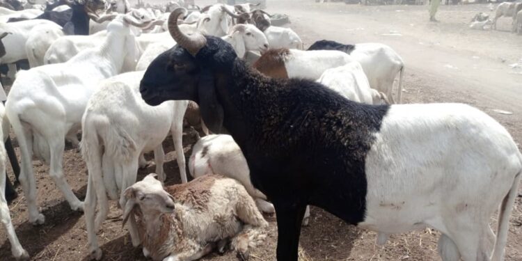 Tabaski : Le prix du mouton atteint la barre de 160.000 FCFA