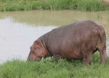 N&rsquo;Djamena: Un Hippopotame Sème la Terreur à Ambatta et Kilwiti