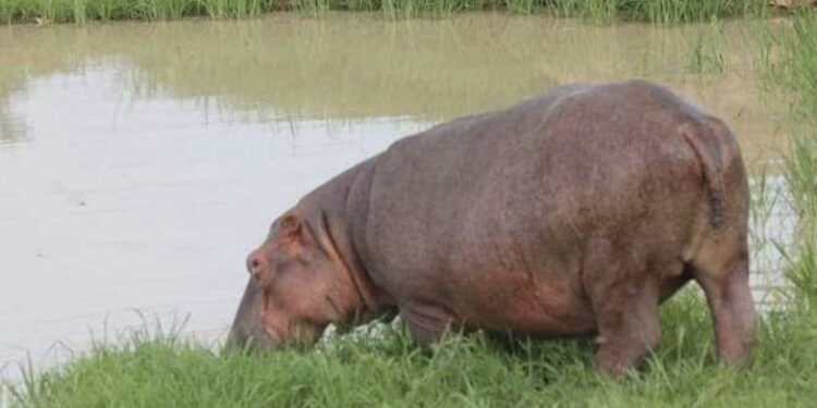 N&rsquo;Djamena: Un Hippopotame Sème la Terreur à Ambatta et Kilwiti