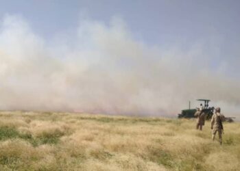 Tchad : Pluies salvatrices et feux de brousse, un combat sans relâche pour la faune sauvage.