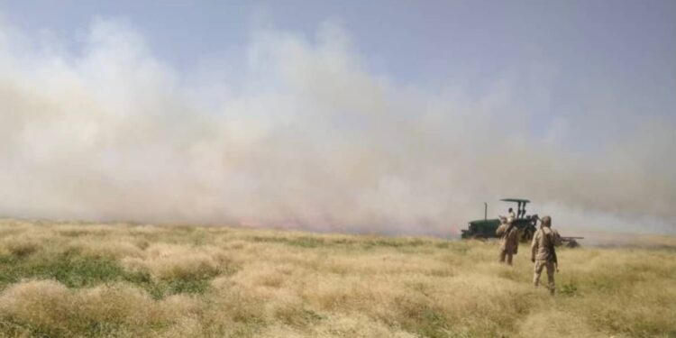 Tchad : Pluies salvatrices et feux de brousse, un combat sans relâche pour la faune sauvage.