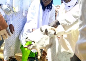 Tchad: La campagne de vaccination des petits ruminants lancée dans le Wadi Fira