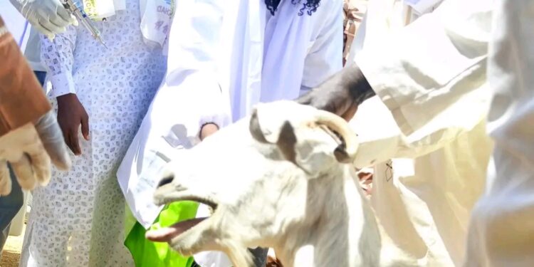 Tchad: La campagne de vaccination des petits ruminants lancée dans le Wadi Fira