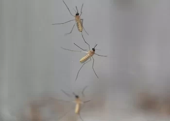 OMS : le paludisme a été totalement éradiqué en Egypte