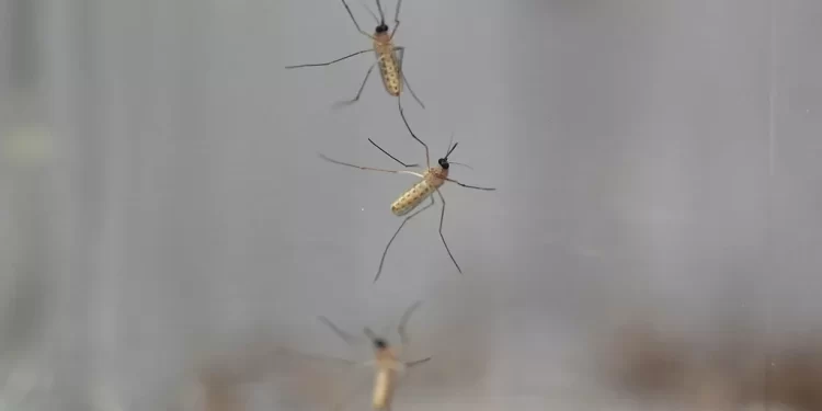 OMS : le paludisme a été totalement éradiqué en Egypte