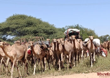 Batha : La Transhumance, un Voyage vital au cœur du Tchad