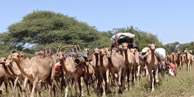 Batha : La Transhumance, un Voyage vital au cœur du Tchad
