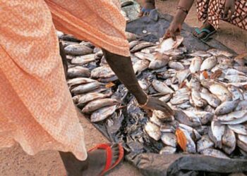 N&rsquo;Djamena : Les poissons vendus dans des conditions hygiéniques déplorables