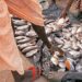 N&rsquo;Djamena : Les poissons vendus dans des conditions hygiéniques déplorables