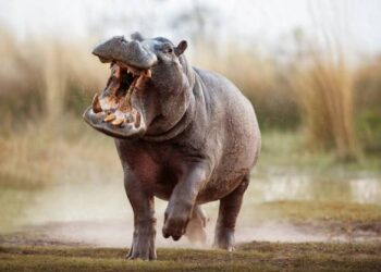 N&rsquo;Djamena : Un pêcheur meurt après une attaque d&rsquo;hippopotame sur le fleuve Chari