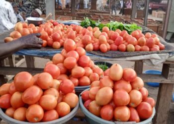 Tchad : L&rsquo;abondance de tomates fraîches, une aubaine pour les consommateurs