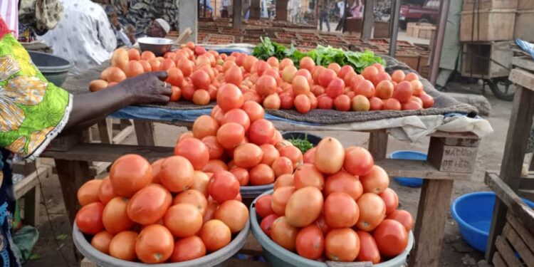 Tchad : L&rsquo;abondance de tomates fraîches, une aubaine pour les consommateurs