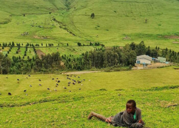 RDC : Le gouvernement adopte le projet de création du « Couloir vert Kivu-Kinshasa »