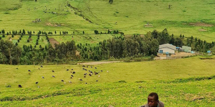 RDC : Le gouvernement adopte le projet de création du « Couloir vert Kivu-Kinshasa »