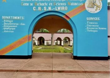 RDC : Transfert de chimpanzés au Sud-Kivu, polémique autour d’une décision de l’ICCN