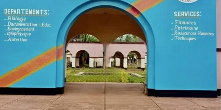 RDC : Transfert de chimpanzés au Sud-Kivu, polémique autour d’une décision de l’ICCN