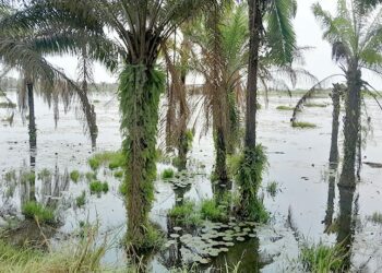 Burundi : Crise de la culture du palmier à huile à Rumonge, un avenir en jeu