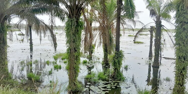 Burundi : Crise de la culture du palmier à huile à Rumonge, un avenir en jeu