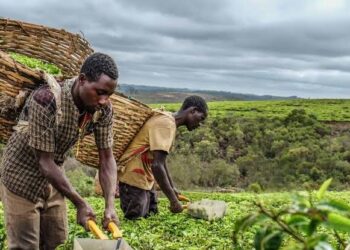 RDC : Une révolution agricole et industrielle en marche