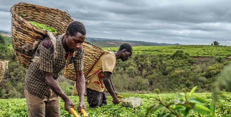 RDC : Une révolution agricole et industrielle en marche