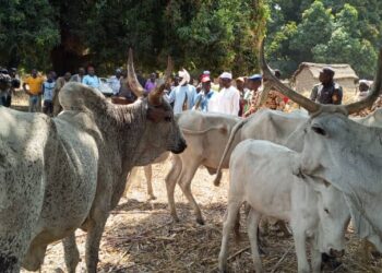 Logone Oriental : Un voleur de bétail appréhendé avec 15 bœufs dans le village de Danda