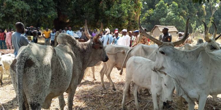 Logone Oriental : Un voleur de bétail appréhendé avec 15 bœufs dans le village de Danda