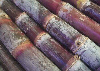 Tchad : En hiver, la canne à sucre envahit les marchés de N&rsquo;Djamena