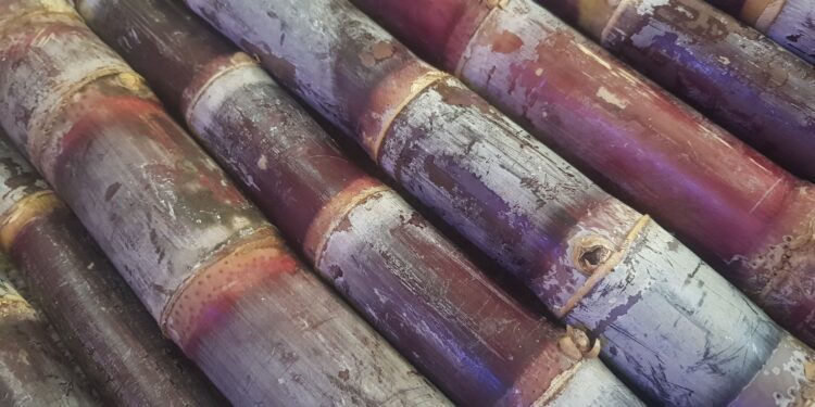 Tchad : En hiver, la canne à sucre envahit les marchés de N&rsquo;Djamena