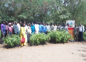 Moyen-Chari : Lancement de la formation pratique sur le grevagge des plantes de Karité dans le Cadre du Projet SODEFIKA