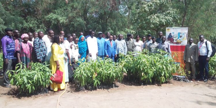 Moyen-Chari : Lancement de la formation pratique sur le grevagge des plantes de Karité dans le Cadre du Projet SODEFIKA