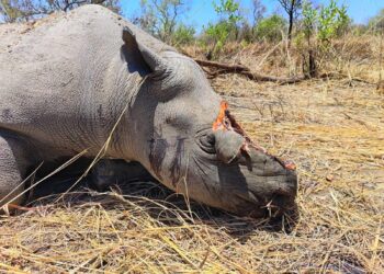Tchad : Braconnage à Zakouma Deux Rhinocéros Abattus, une Enquête en Cours