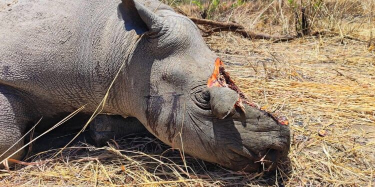 Tchad : Braconnage à Zakouma Deux Rhinocéros Abattus, une Enquête en Cours