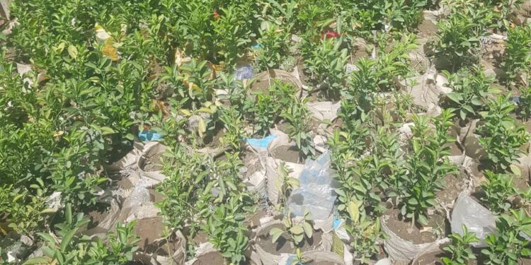 Tchad : La vente de pépinières, un souffle de verdure au cœur de N&rsquo;Djaména