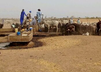 Tchad : L&rsquo;élevage, un moteur essentiel du développement