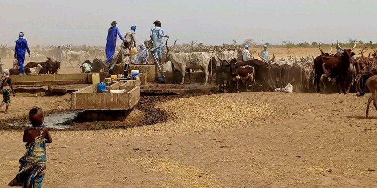 Tchad : L&rsquo;élevage, un moteur essentiel du développement