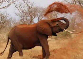 Tchad : Conflit homme-faune, le gouvernement déploie des mesures urgentes dans la province de la Tandjilé