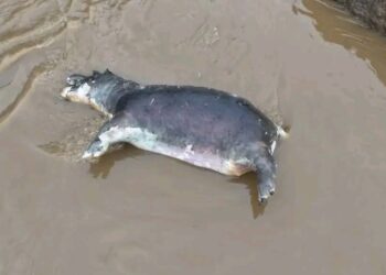 RDC : Alerte sanitaire autour du Parc National des Virunga, l’ICCN appelle à la vigilance face à une épizootie