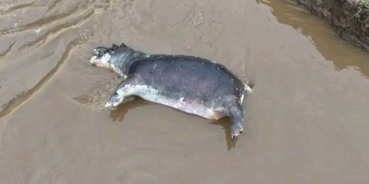 RDC : Alerte sanitaire autour du Parc National des Virunga, l’ICCN appelle à la vigilance face à une épizootie